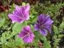 MALLOW FLOWER ESSENCE (MALVA)