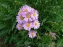 Lunar michaelmas daisy flower remedy