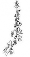 MIGNONETTE FLOWER ESSENCE