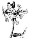 MORICANDIA FLOWER ESSENCE