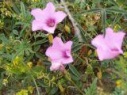 MORNING GLORY