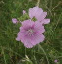musk_mallow