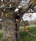 oak_bud2
