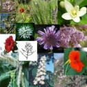 Once Can Do! (OCD): Flower and Seed Essence Combination