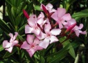 oleander