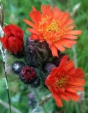 orange_hawkweed