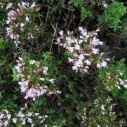 oregano