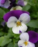PANSY FLOWER ESSENCE