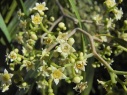 pepper tree