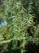 pepper tree flower essence