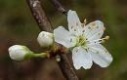 Lunar Plum flower remedy