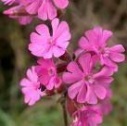 lunar red campion flower remedy