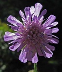 scabious