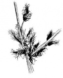 sedge