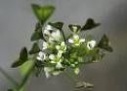 lunar shephers purse flower remedy