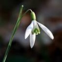 lunar snowdrop flower remedy
