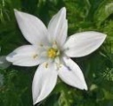 Star of bethlehem