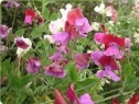 sweet pea