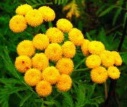 tansy flower essence