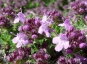 THYME FLOWER ESSENCE