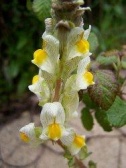toadflax