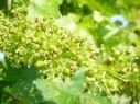vine