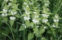 white_dead_nettle