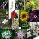 Walk in Confidence: Flower and Seed Essence Combination for Social Anxiety / Phobia