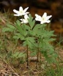 wood_anenome