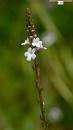 vervain