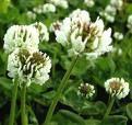 lunar white clover flower remedy