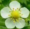 lunar wild strawberry flower remedy