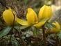  winter acconite flower remedy